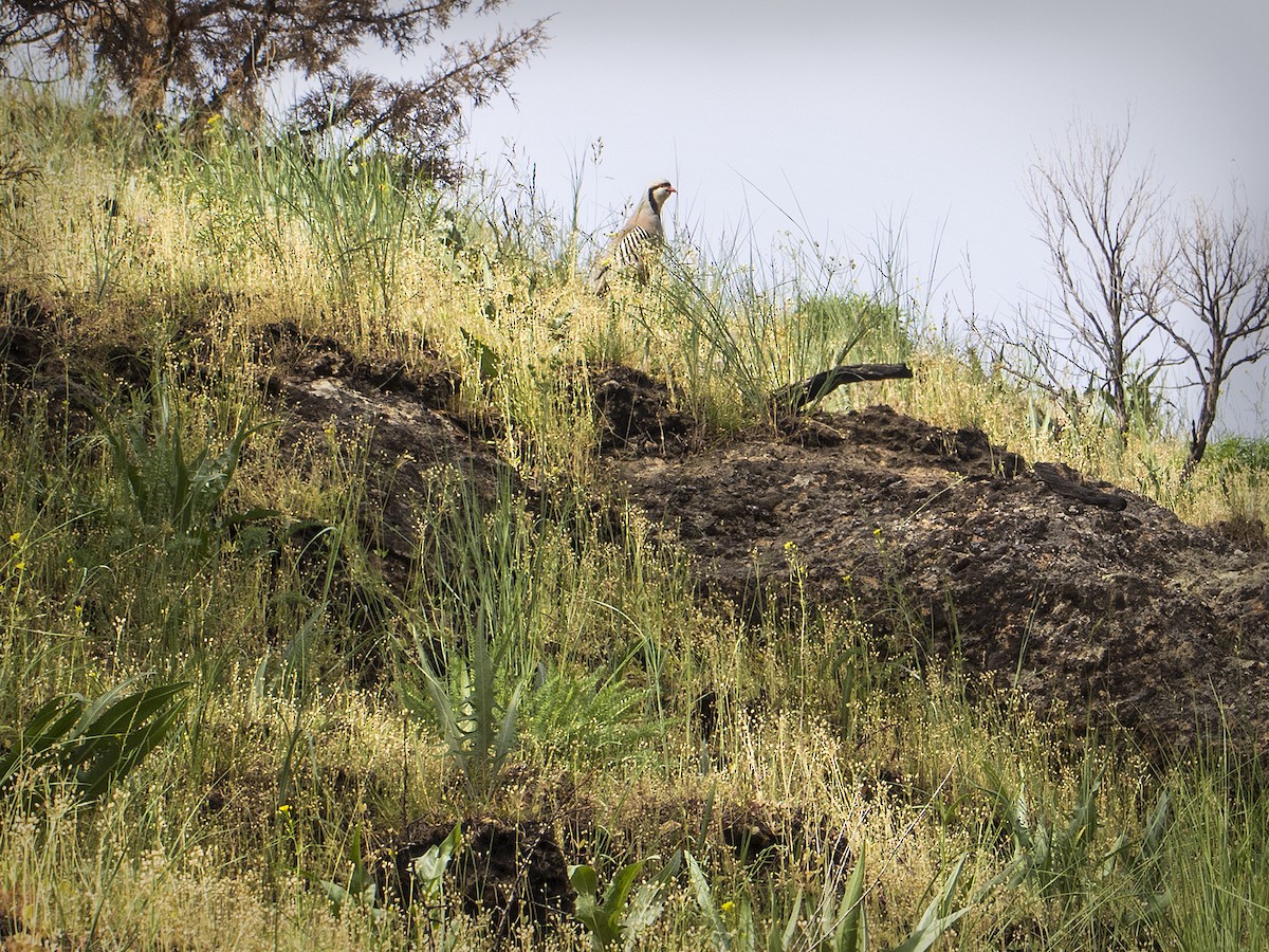 Chukar - Kevin Merrell