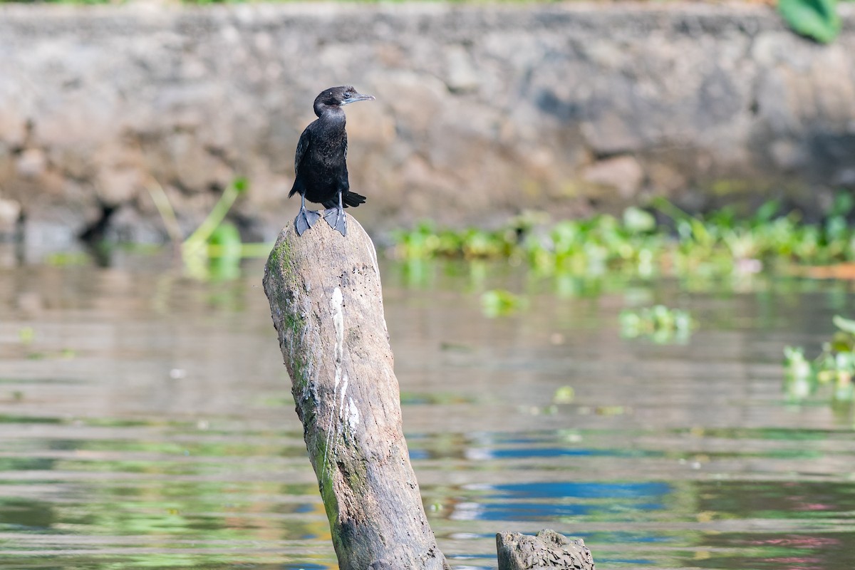 Cormorán de Java - ML282294831