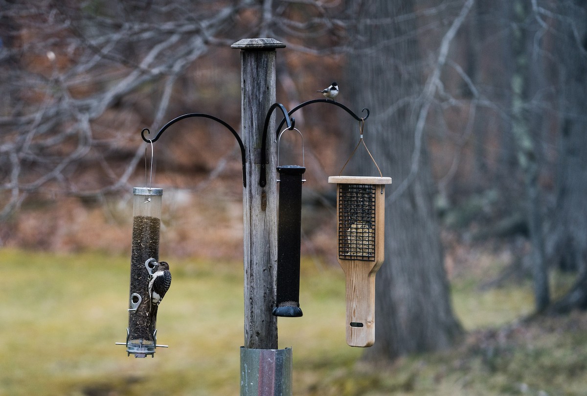 Red-headed Woodpecker - ML282295331