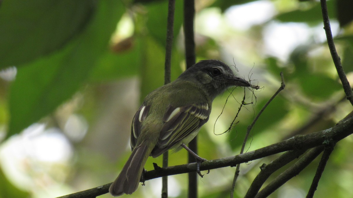 Yellow-olive Flatbill - maria rubiano