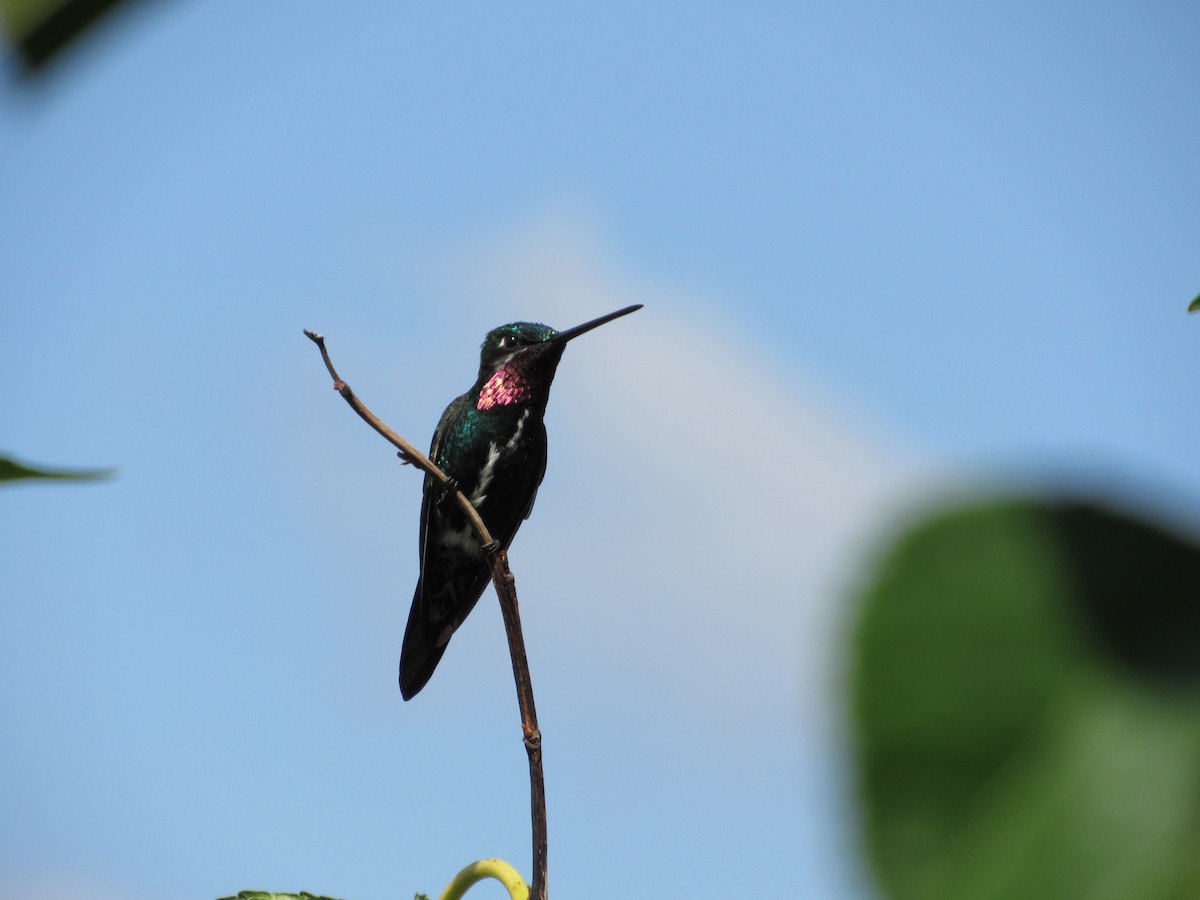 Stripe-breasted Starthroat - Spencer Follett