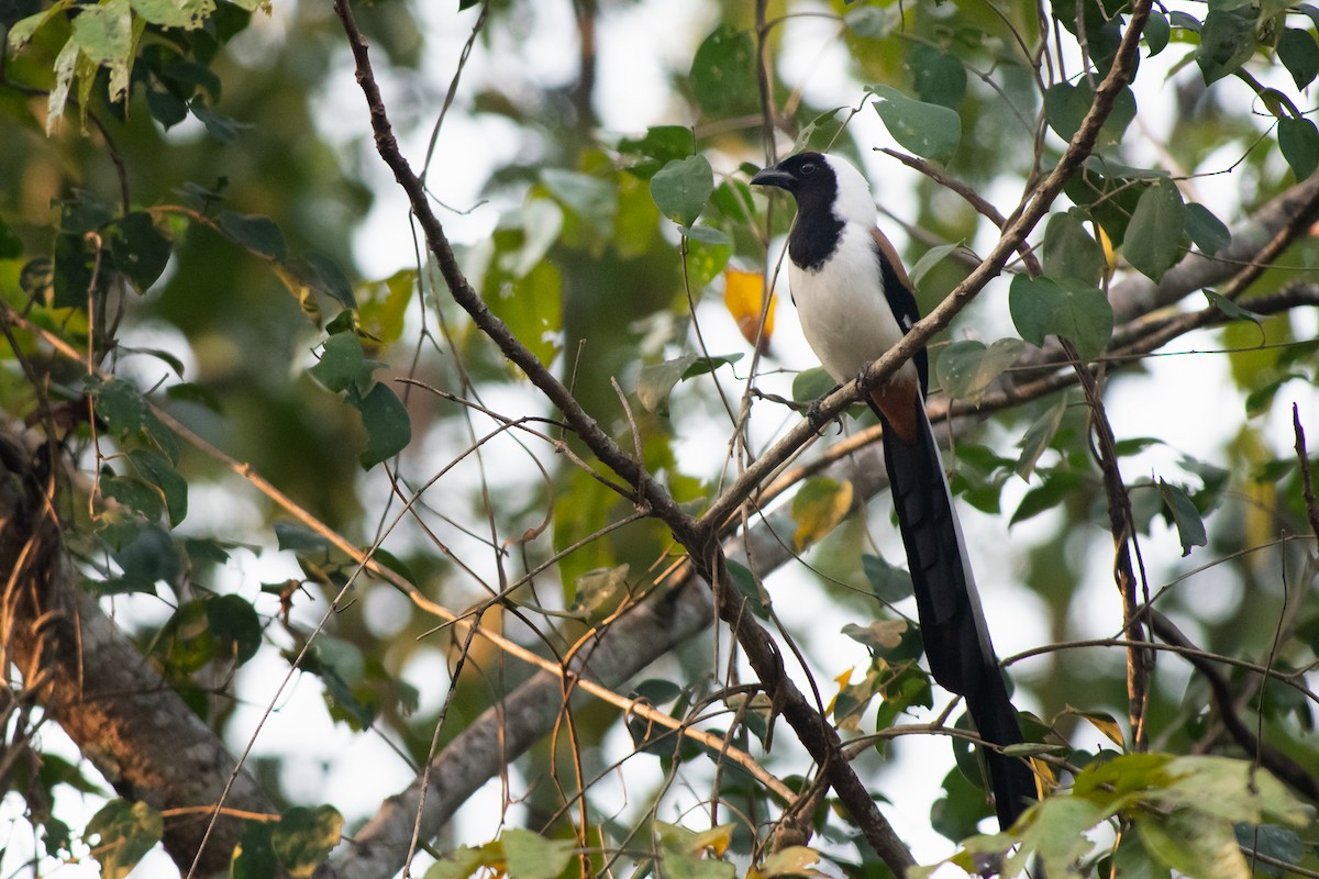 White-bellied Treepie - ML282298791