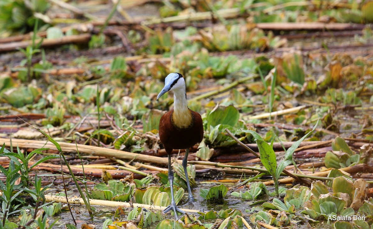 African Jacana - Fanis Theofanopoulos (ASalafa Deri)