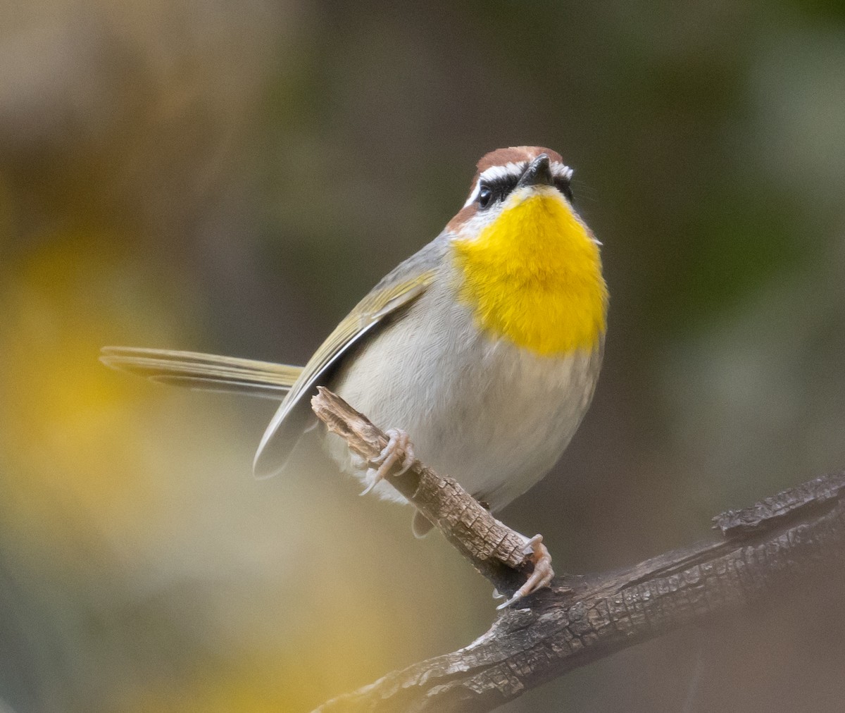 Rufous-capped Warbler - ML282299531