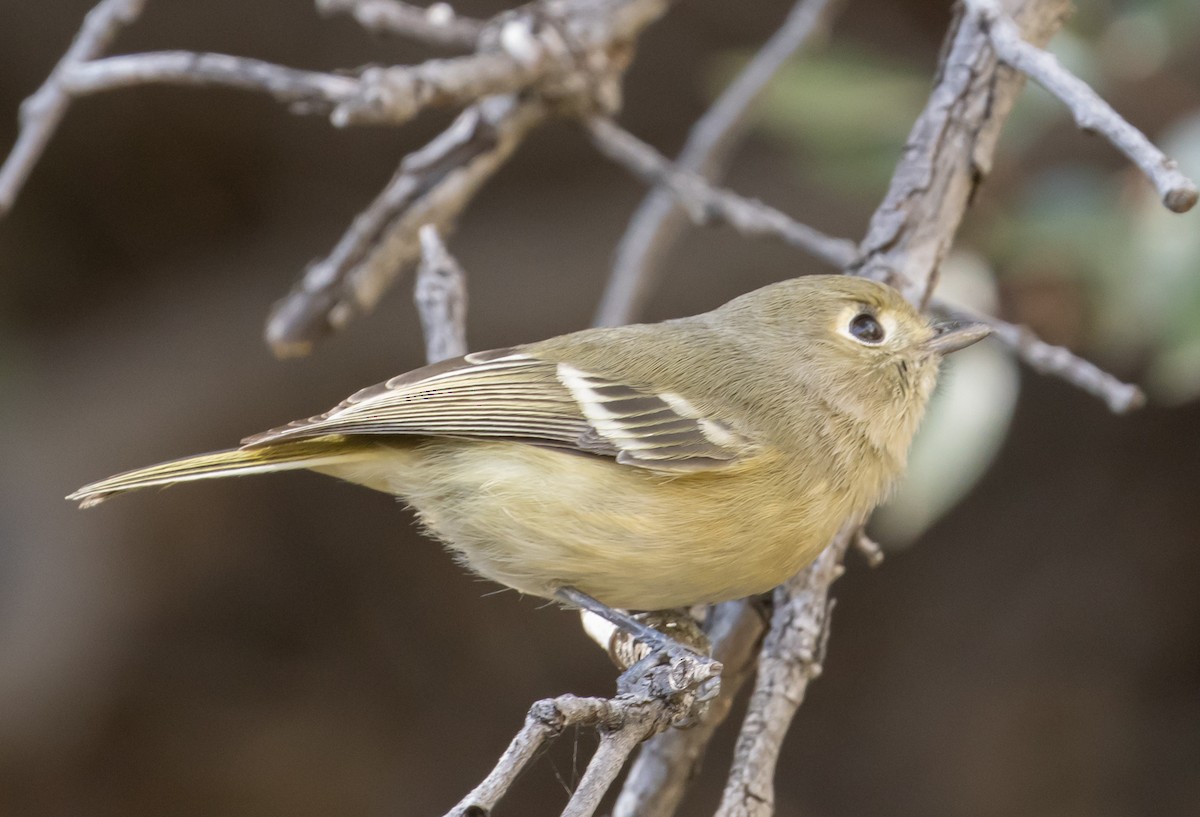 Hutton's Vireo (Interior) - ML282299641