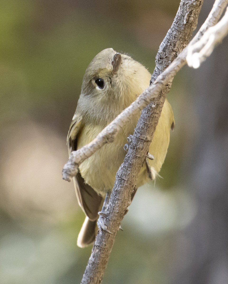 eikevireo (stephensi gr.) - ML282299681