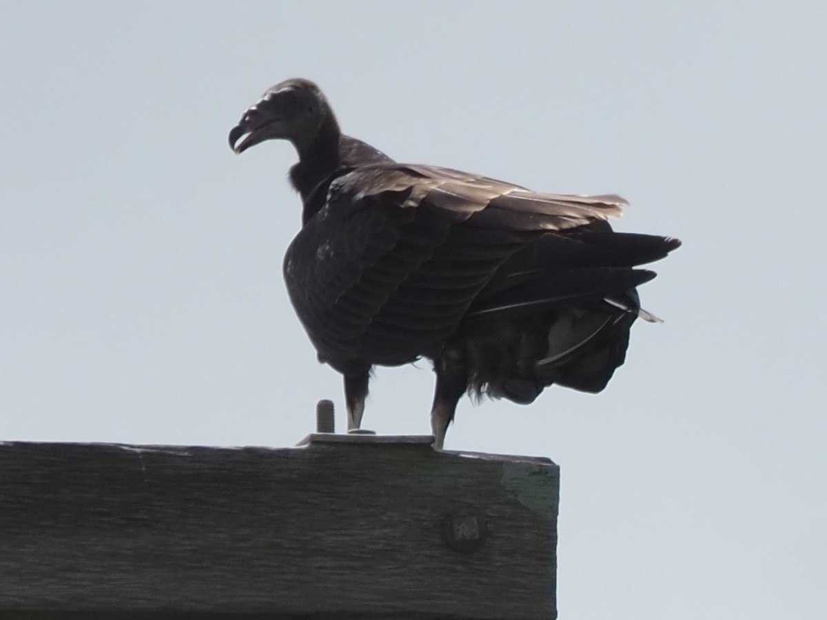 Black Vulture - Jeff Sims