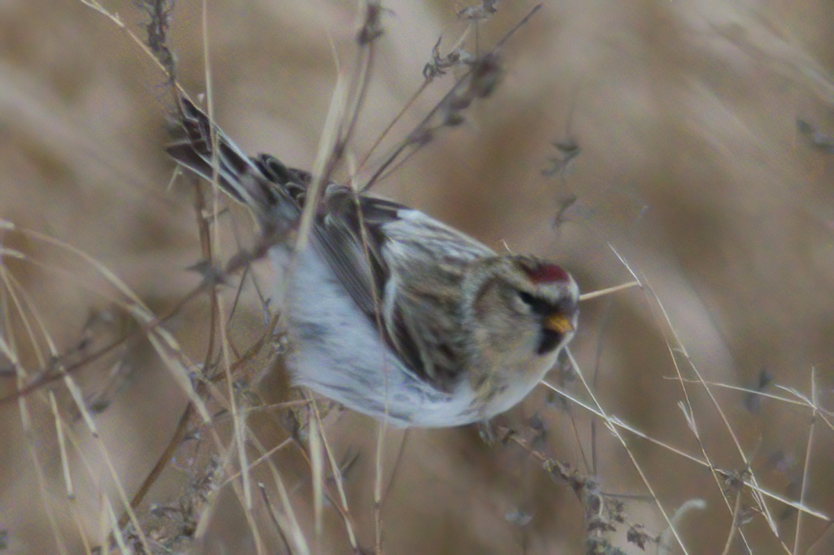 Hoary Redpoll - ML282300871