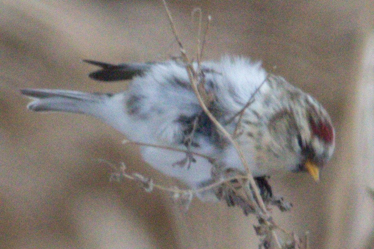 Hoary Redpoll - Kevin Ash