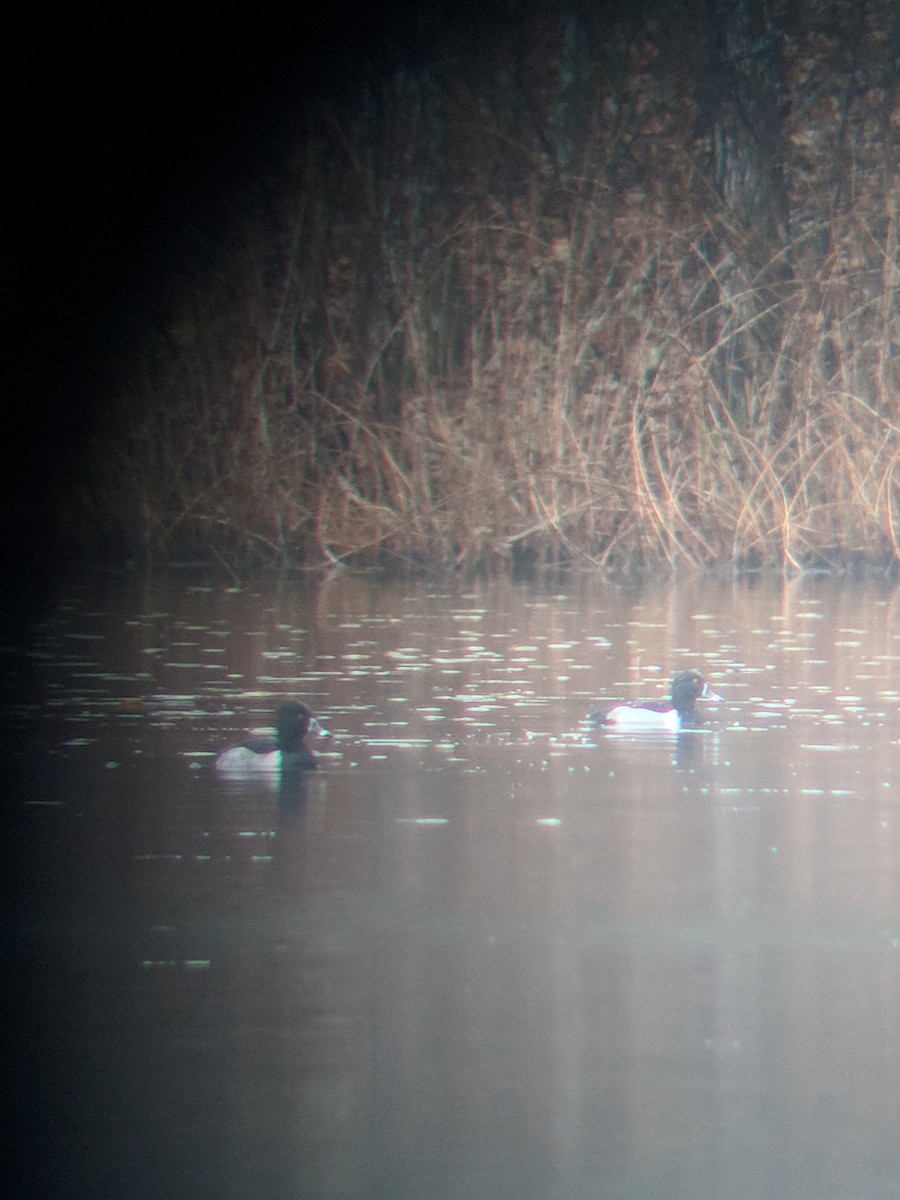 Ring-necked Duck - ML282301341