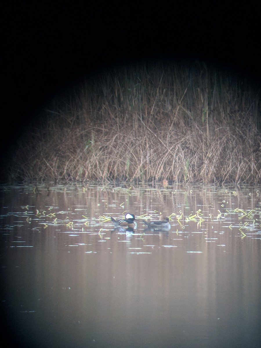 Hooded Merganser - ML282301811