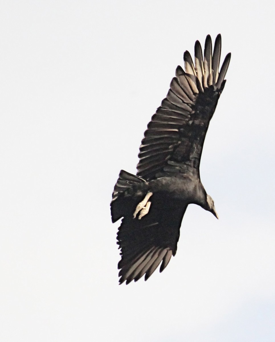 Black Vulture - ML282302031