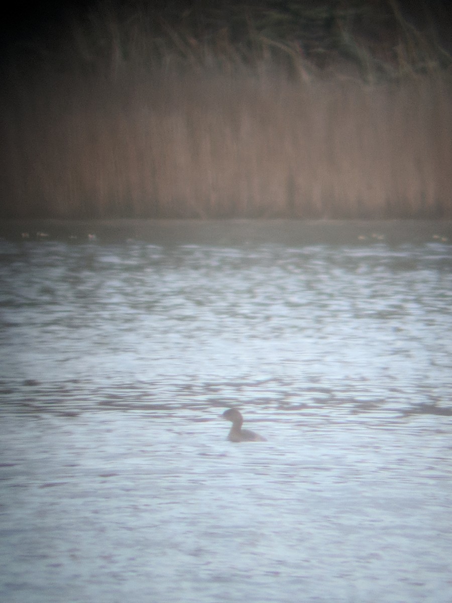 Pied-billed Grebe - ML282302071