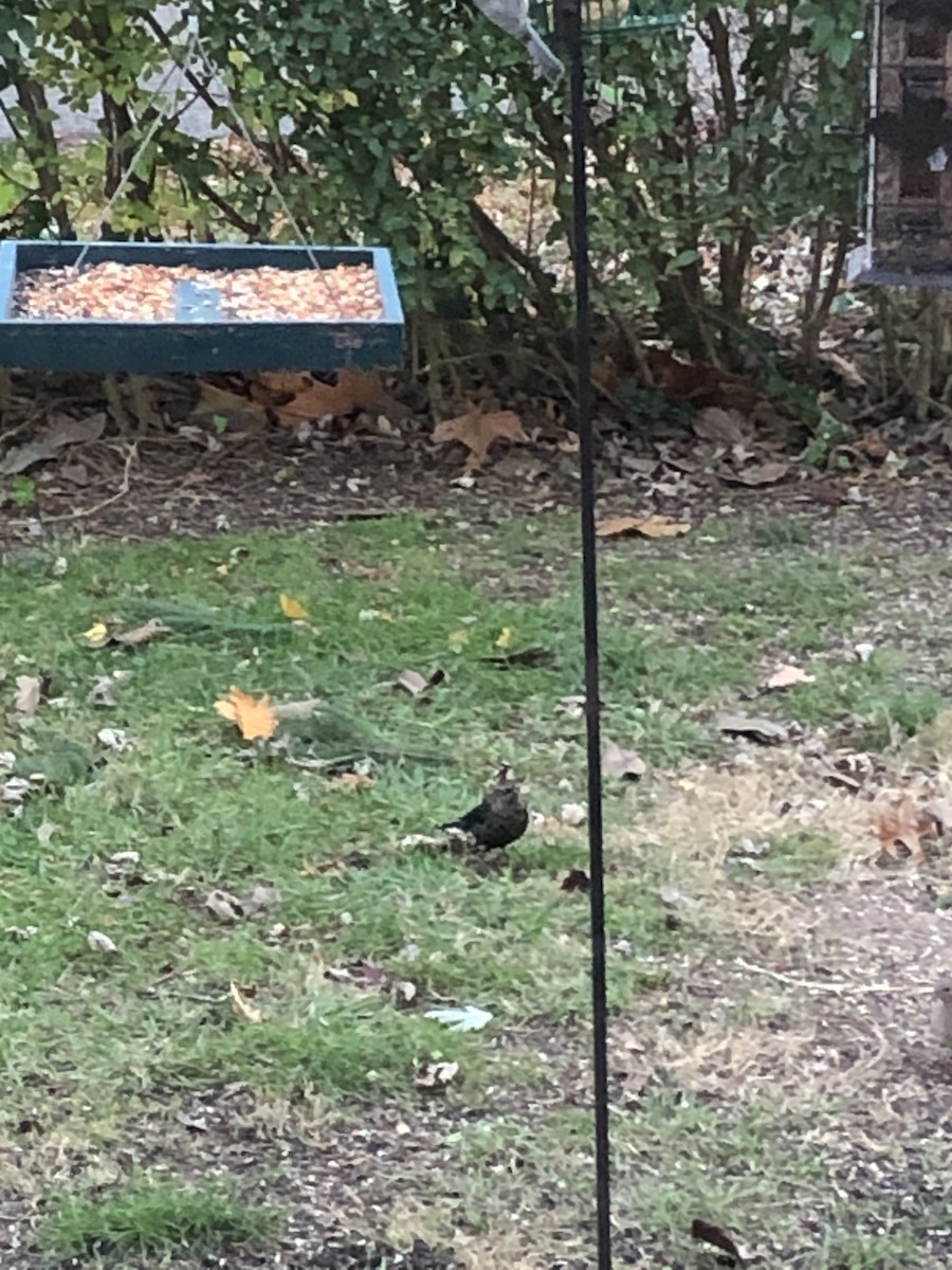 Rusty Blackbird - ML282302701