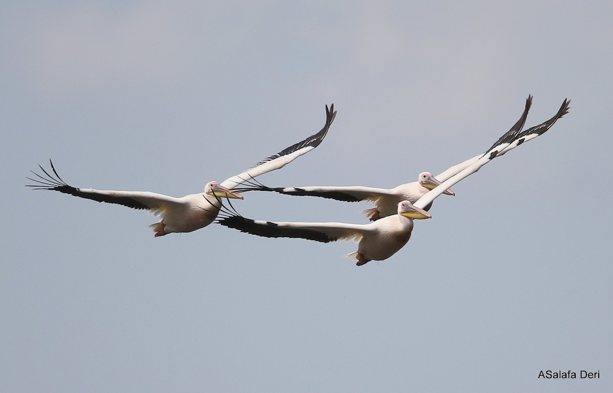 pelikán bílý - ML282302721