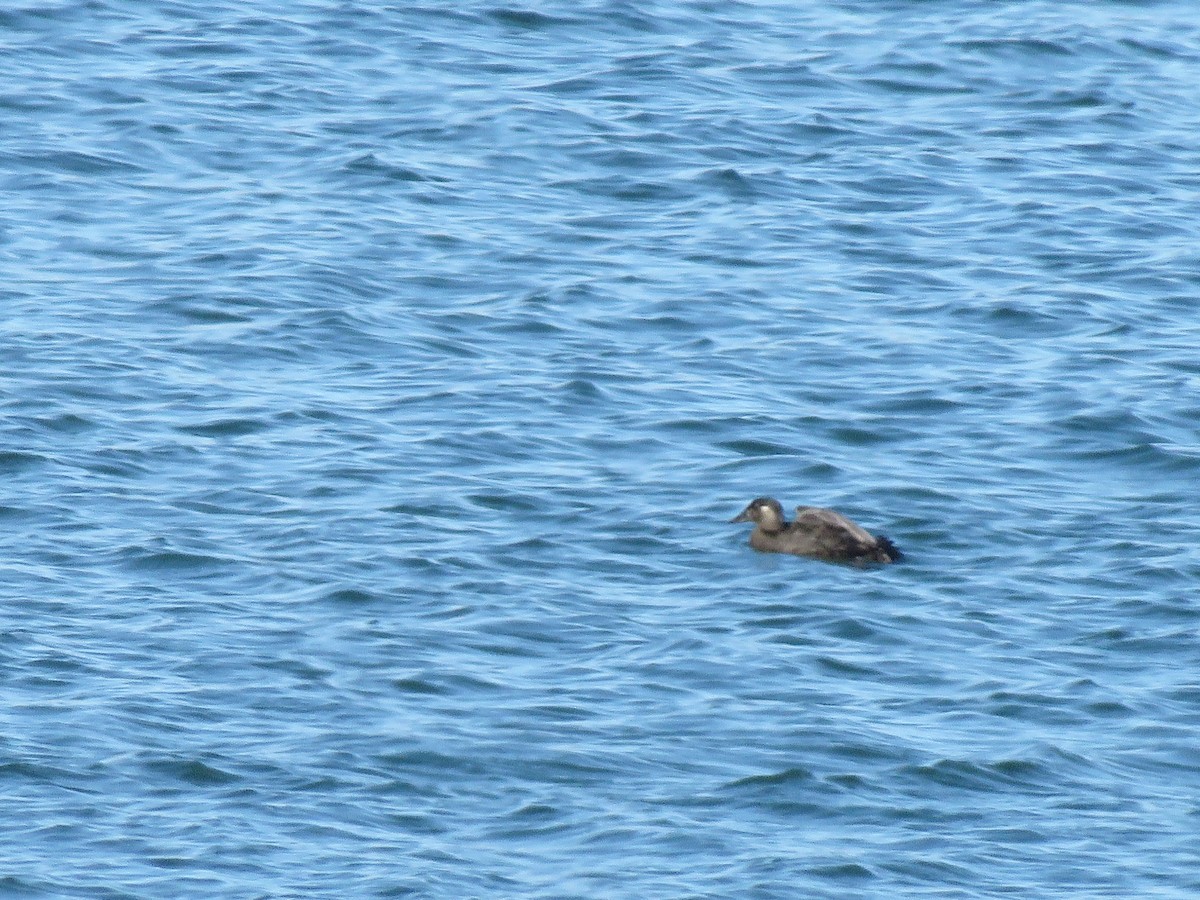 Surf Scoter - ML282303091