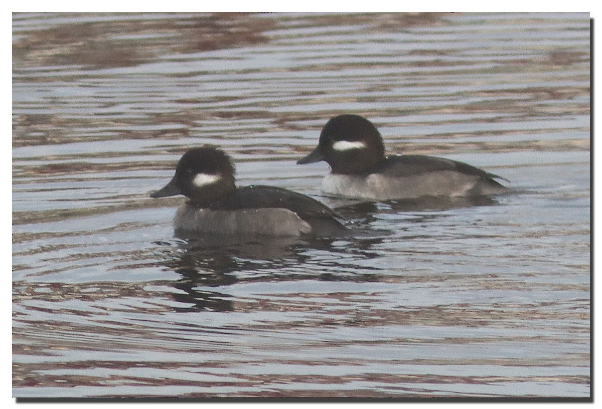 Bufflehead - Patrick Boez