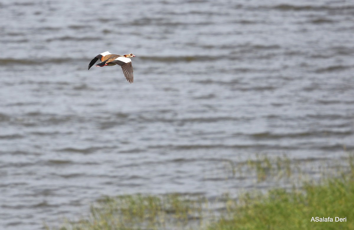 Egyptian Goose - ML282303201