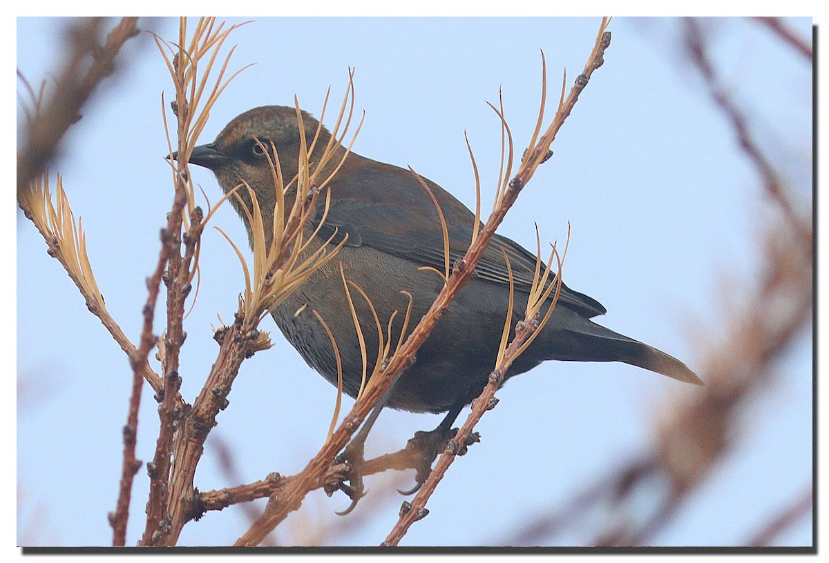 Rusty Blackbird - ML282303281