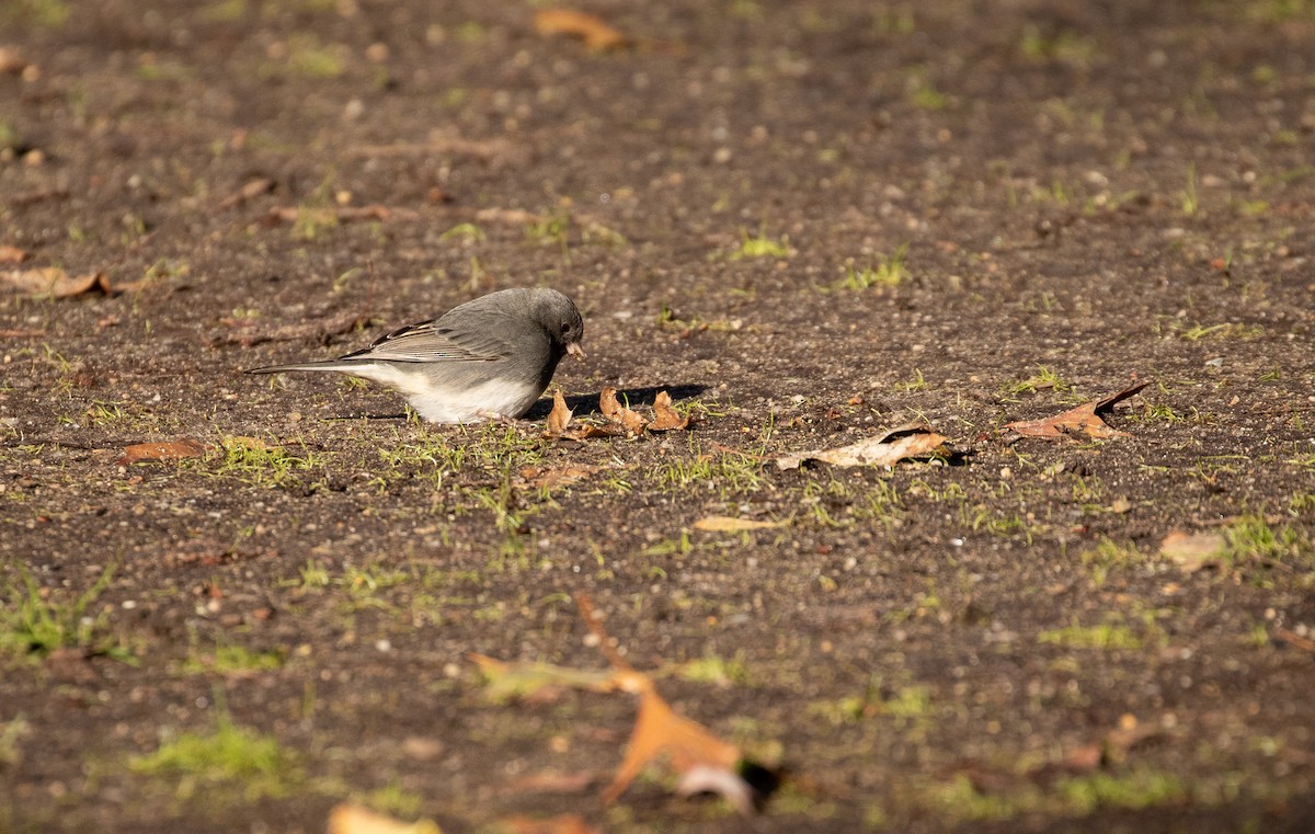 Dark-eyed Junco - ML282304101