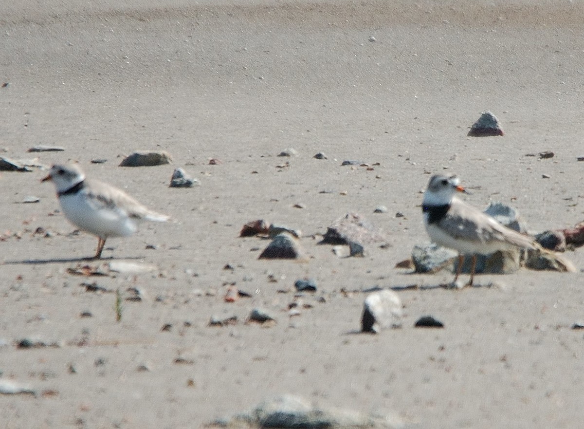 Piping Plover - ML282305331