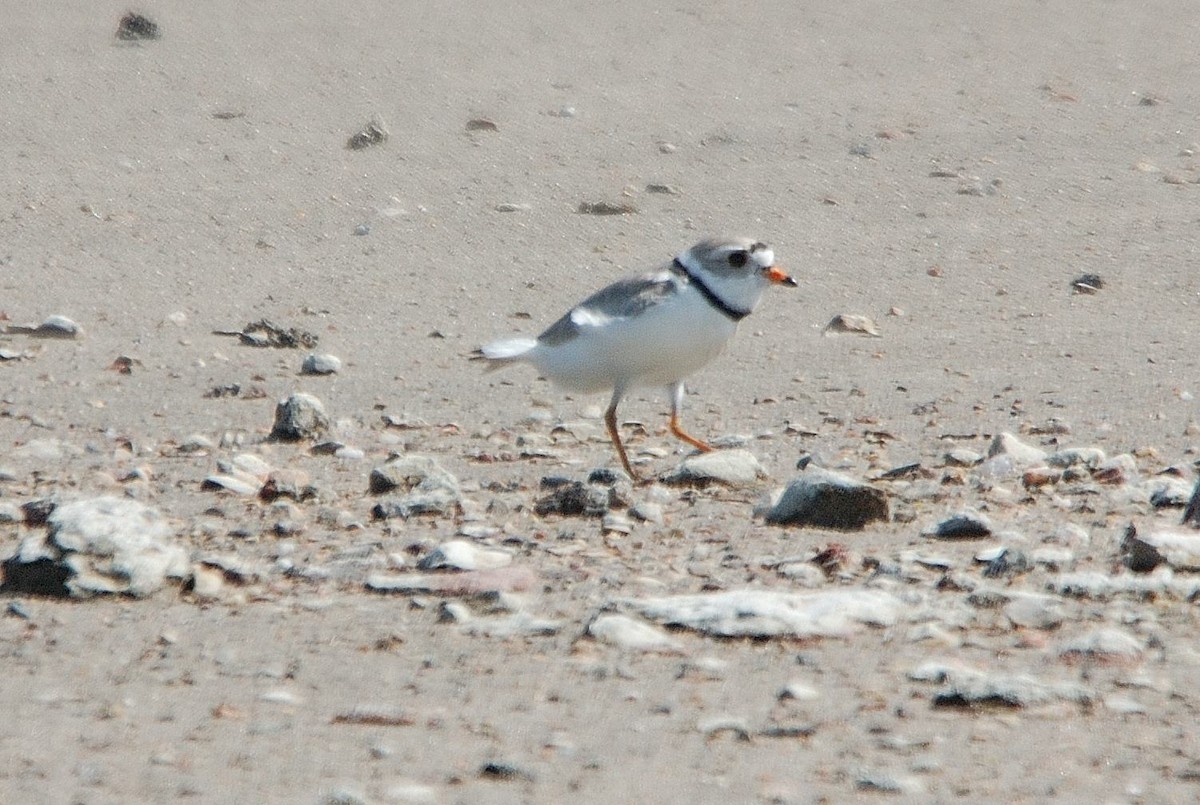 Piping Plover - ML282305351