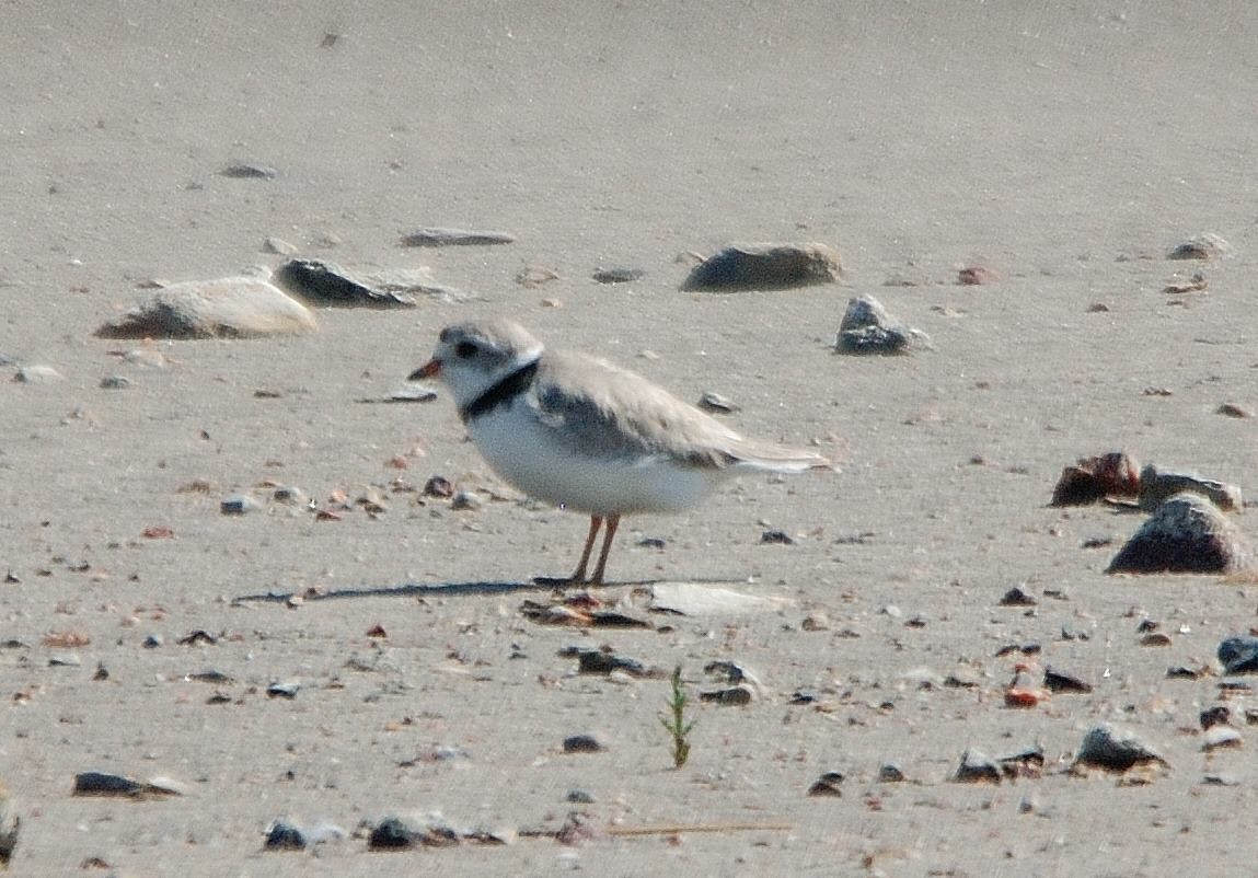 Piping Plover - ML282305451