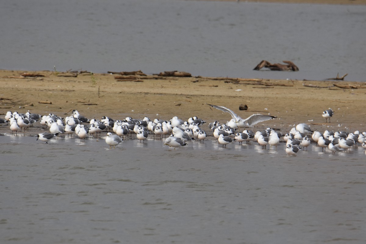 Franklin's Gull - ML282306521