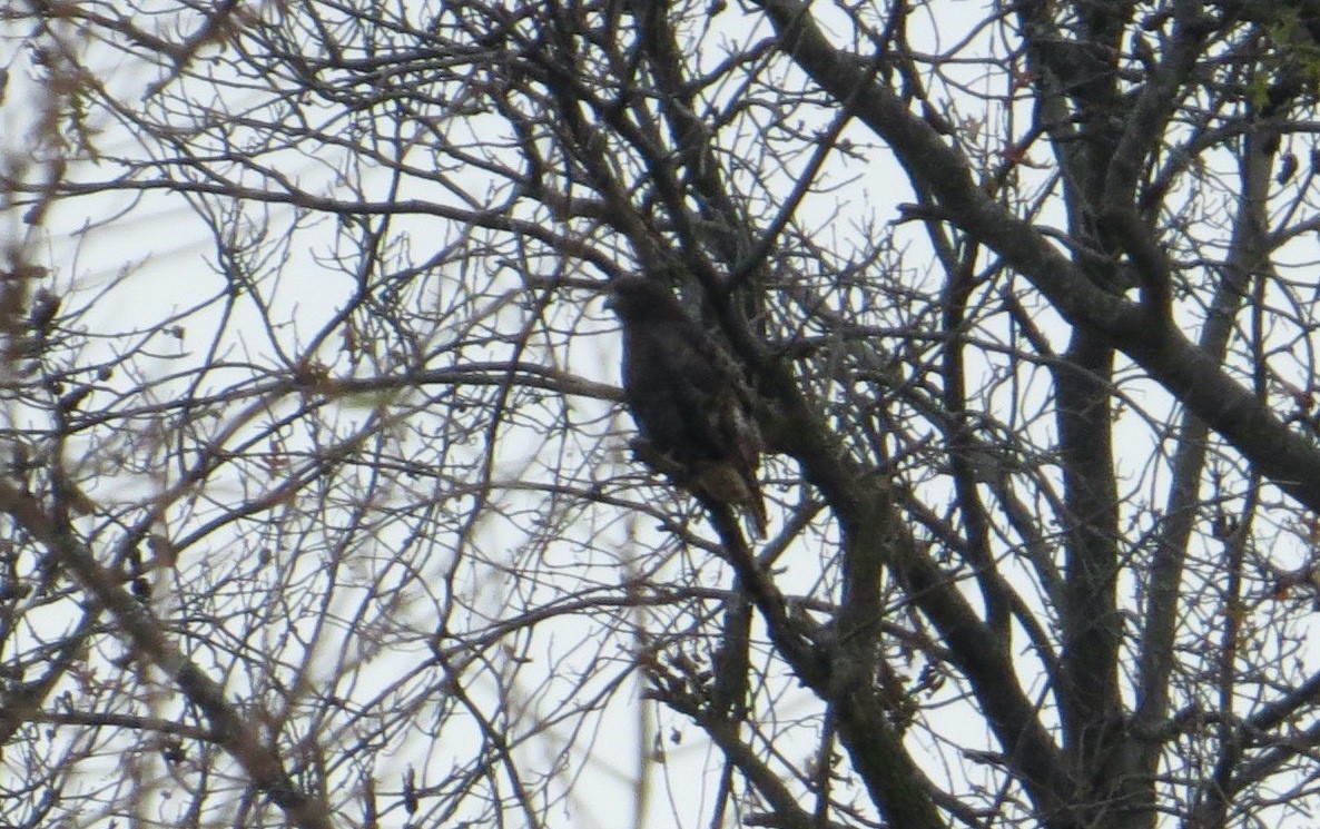 Red-tailed Hawk (calurus/abieticola) - ML282307751