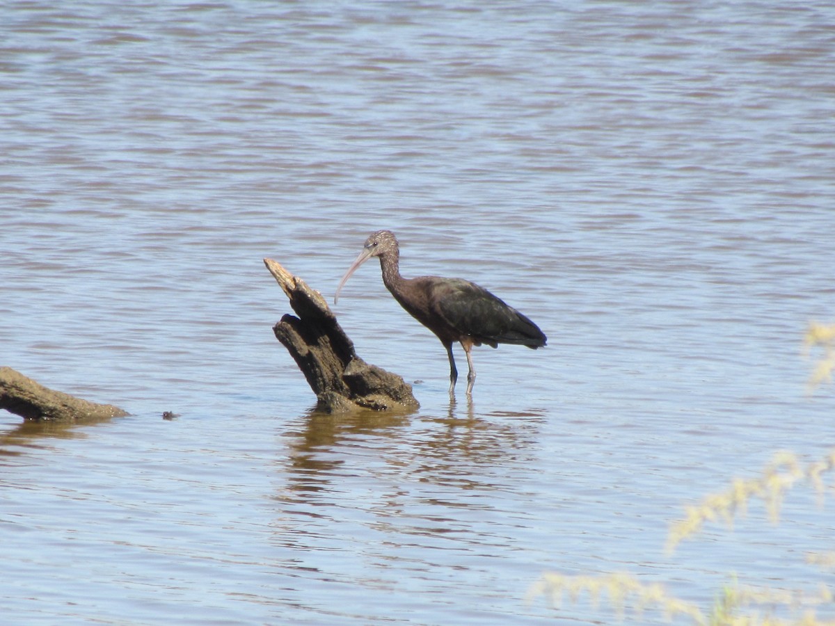 Beltzaran arrunta - ML282308941