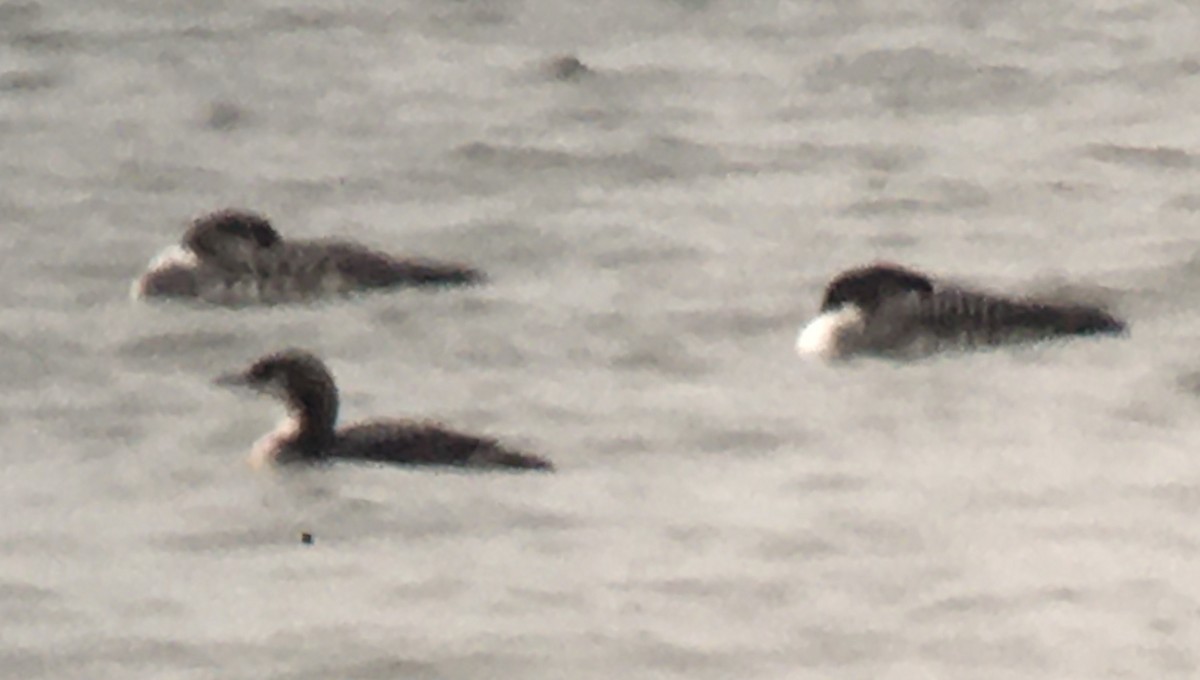 Pacific Loon - ML282310201