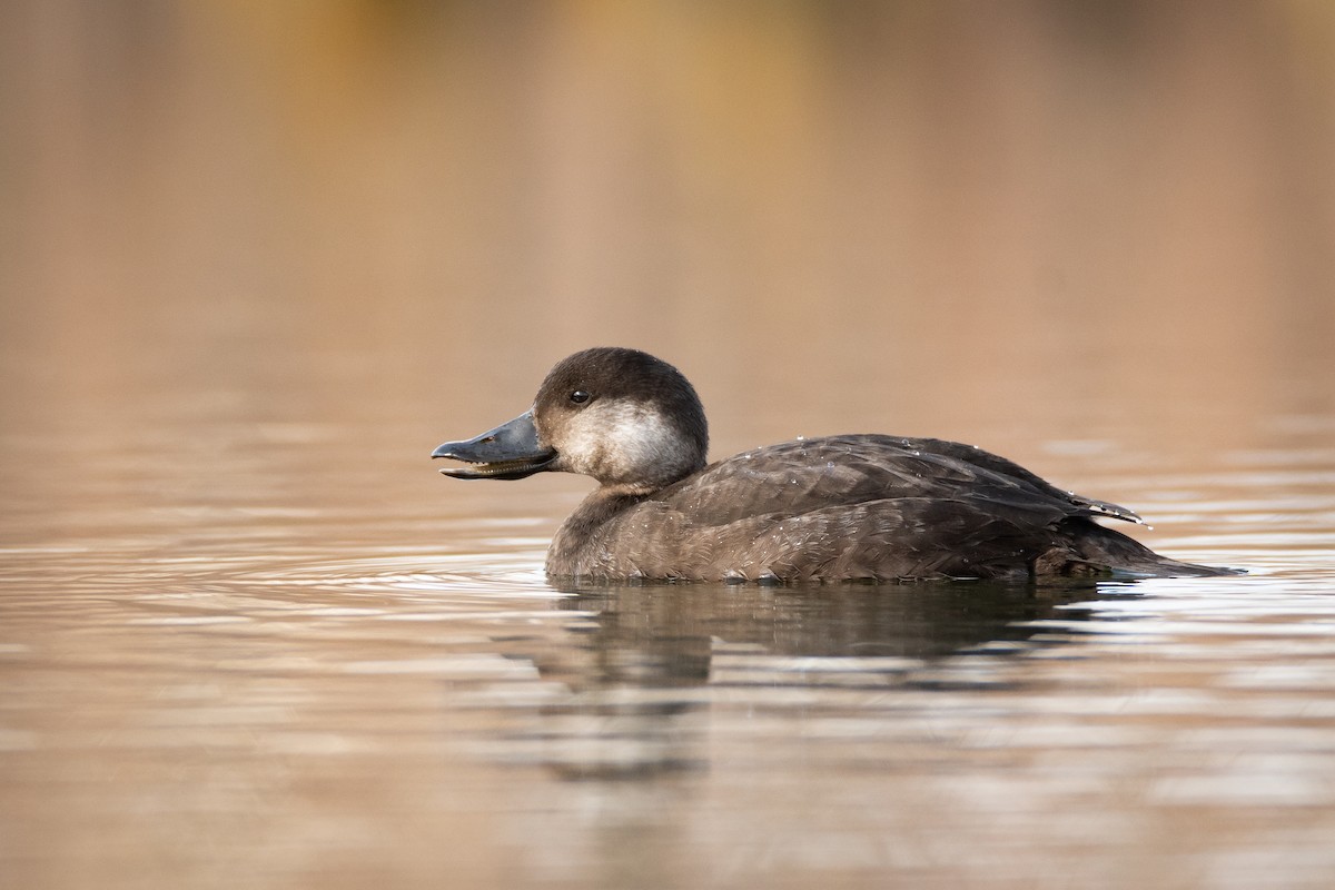 Black Scoter - ML282312981