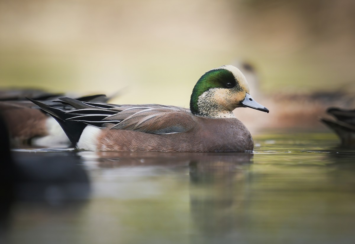 American Wigeon - ML282313371