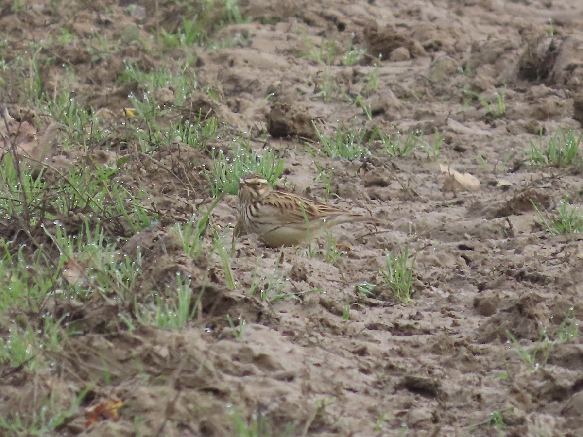 Wood Lark - David Campbell