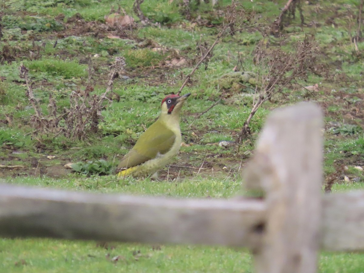 Eurasian Green Woodpecker - David Campbell