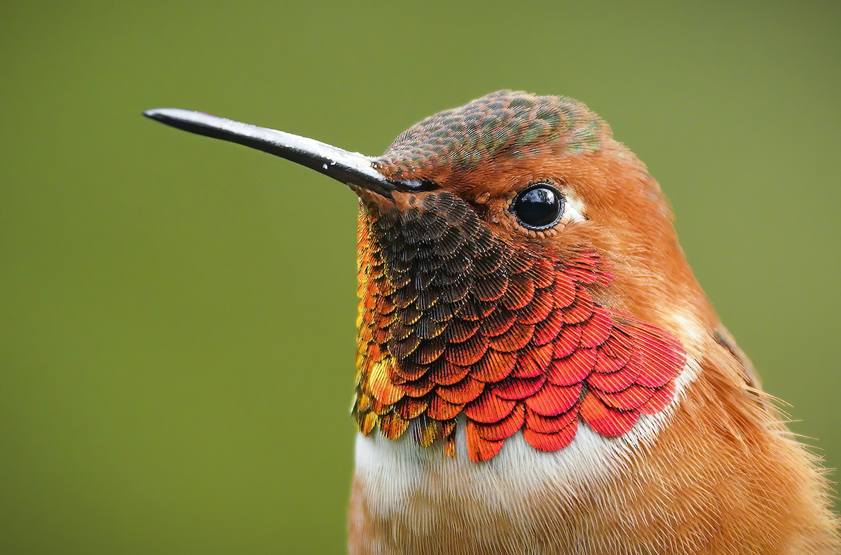 Allen's Hummingbird - ML282315051