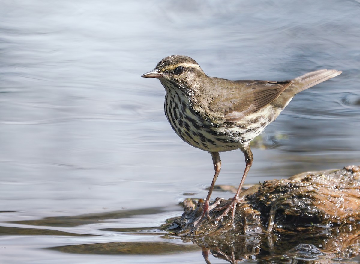 Northern Waterthrush - Anonymous