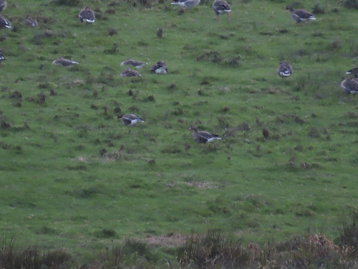 Greater White-fronted Goose (Eurasian) - David Campbell