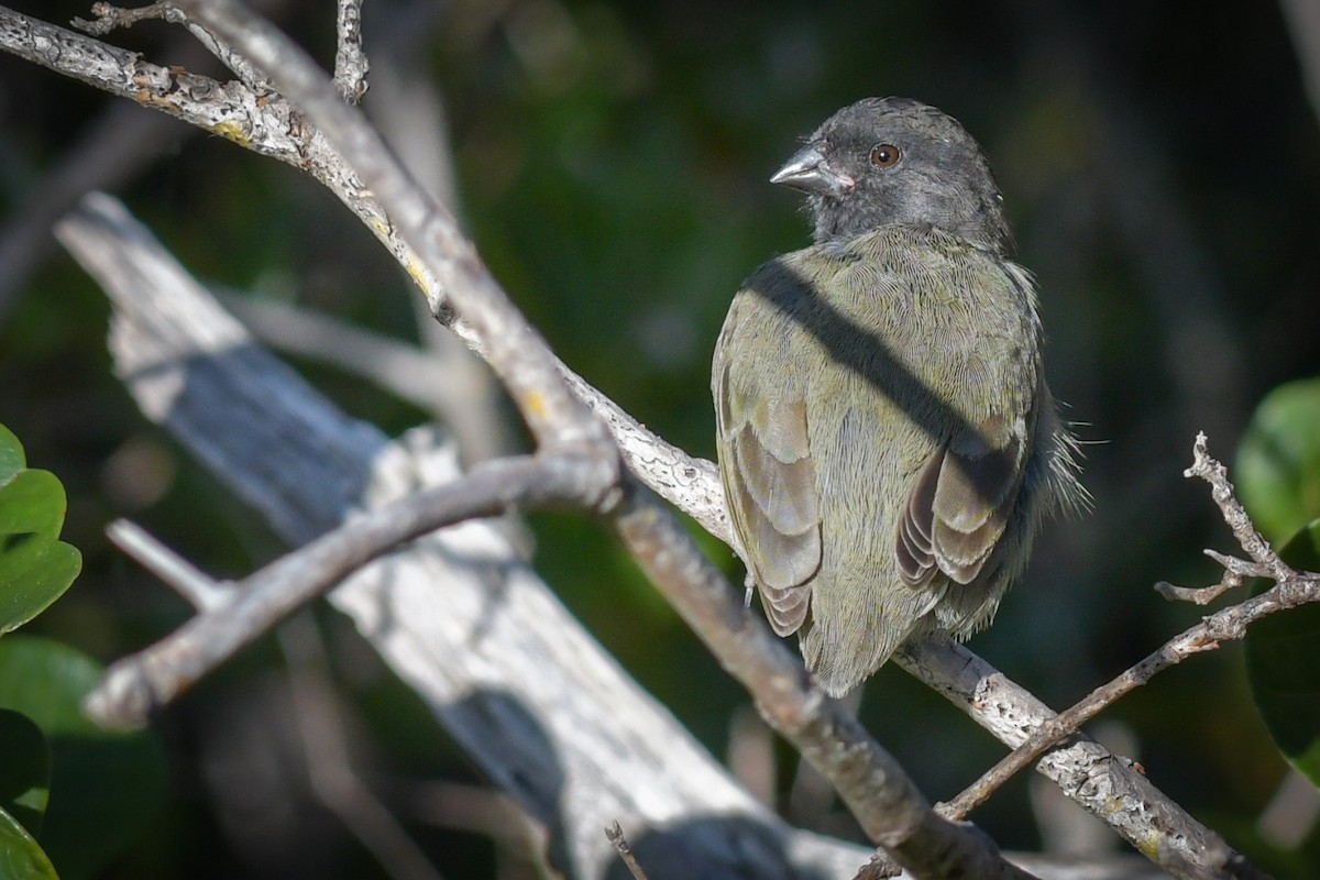 Black-faced Grassquit - ML282316631