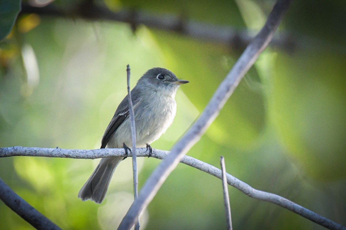 Cuban Pewee - Eliana Ardila Kramer (Birding By Bus)