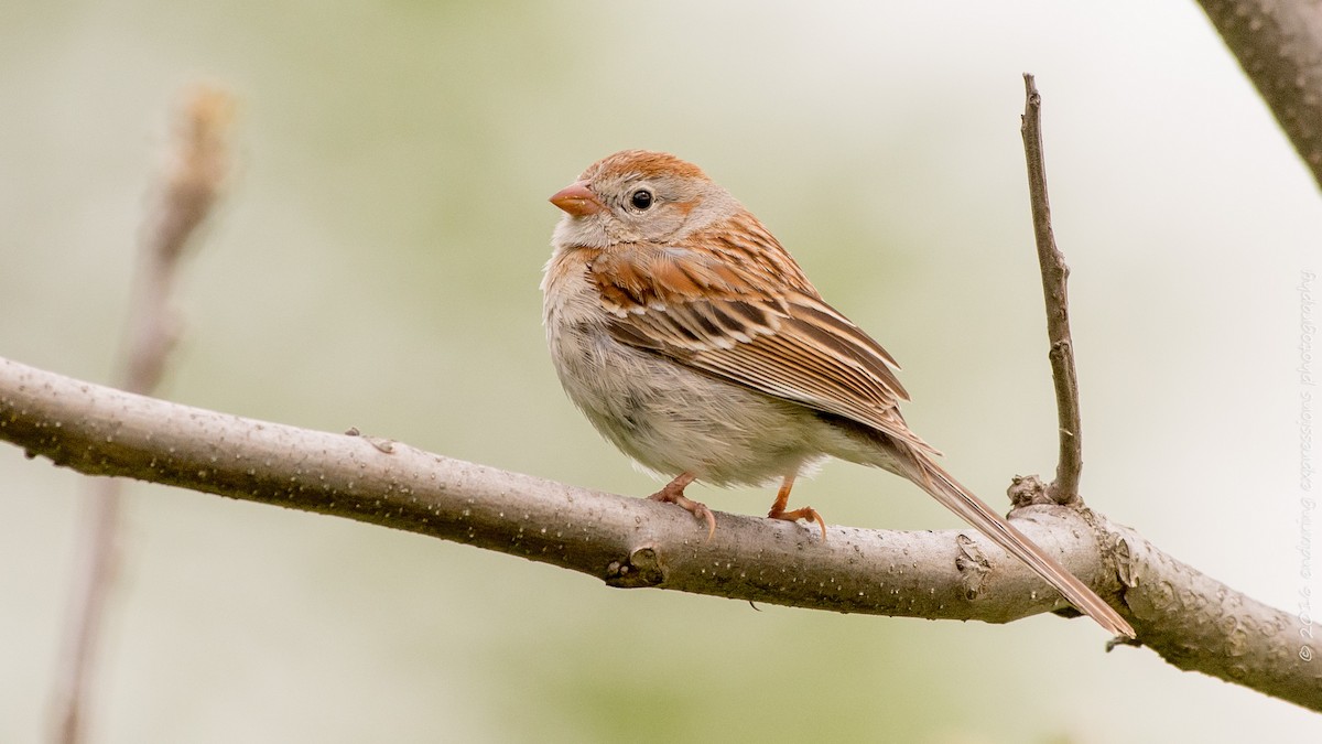 Field Sparrow - ML28231701