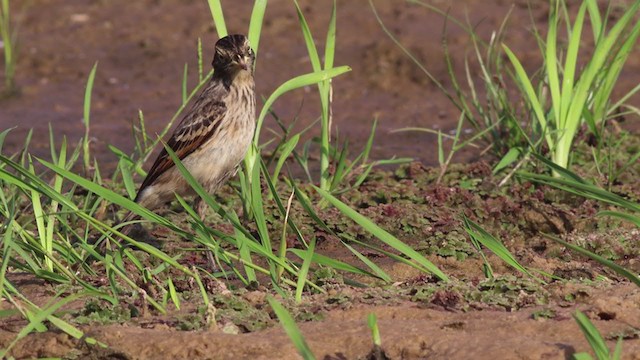 Spectacled Tyrant - ML282318001