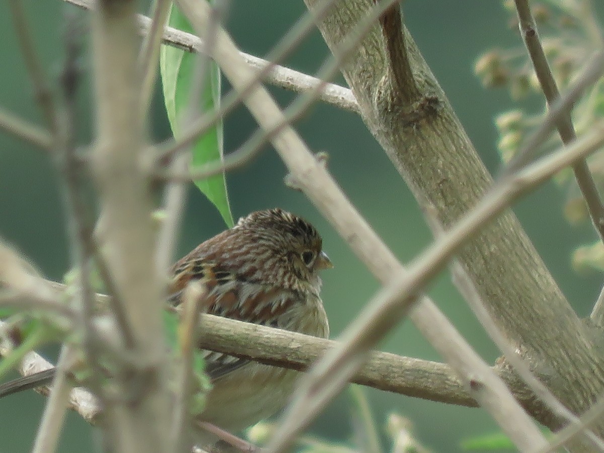 Grasshopper Sparrow - ML282318161