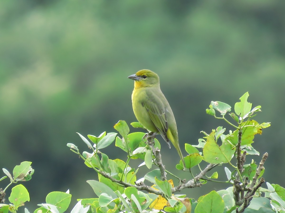 Hepatic Tanager - ML282318271