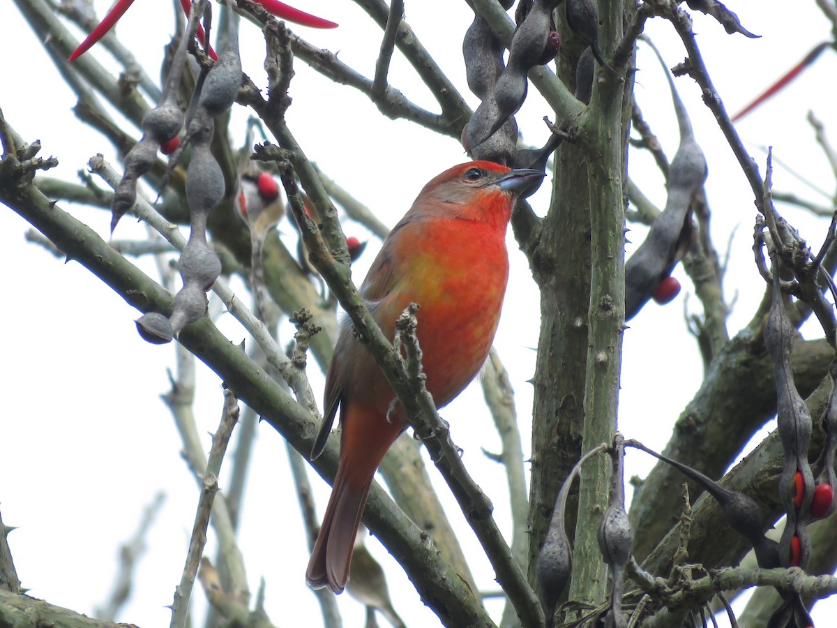 Hepatic Tanager - ML282318281