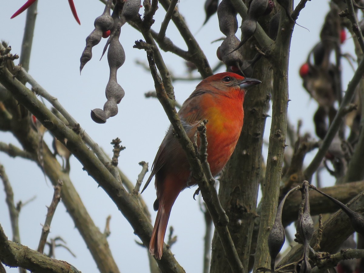 Hepatic Tanager - ML282318291