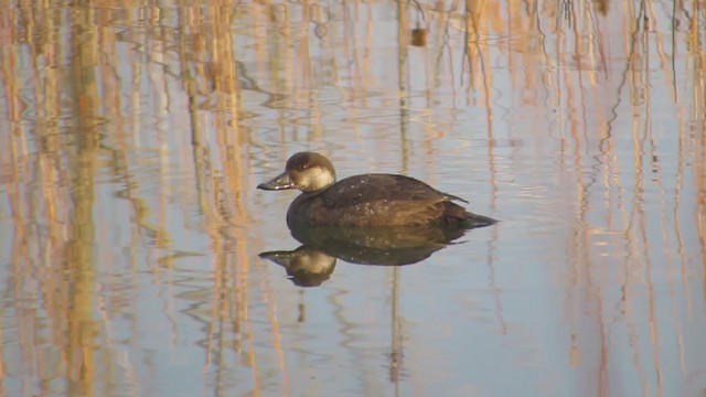 Black Scoter - ML282319071