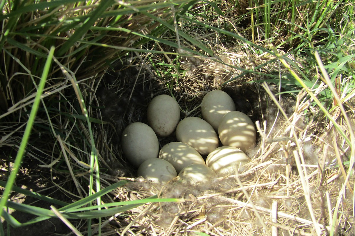 Red Shoveler - Mauro Desch