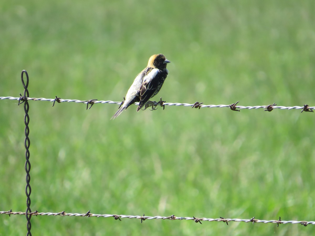 Bobolink - ML28232171