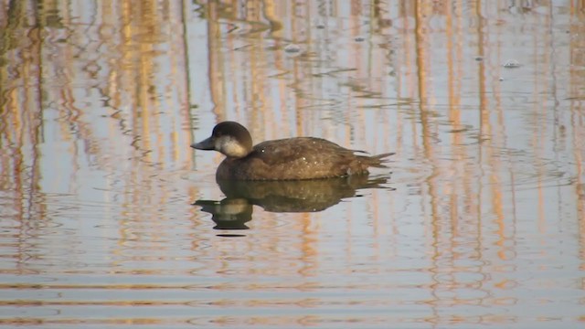 Black Scoter - ML282321981